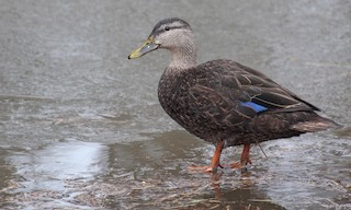  - American Black Duck