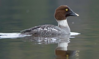  - Common Goldeneye