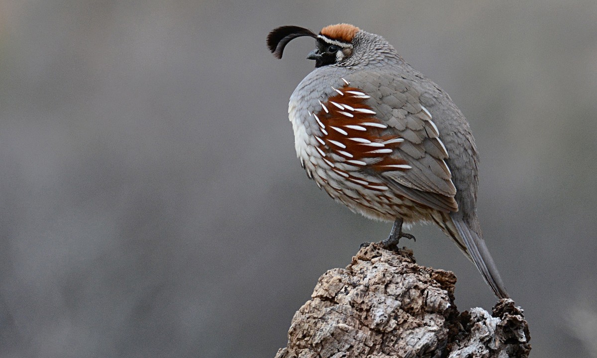 Store Quail near Four Peaks