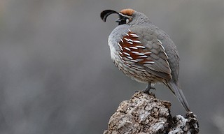 California Quail Identification, All About Birds, Cornell Lab of