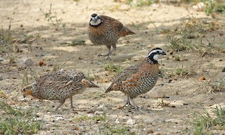  - Northern Bobwhite