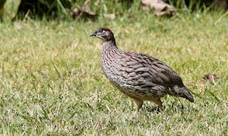  - Erckel's Spurfowl