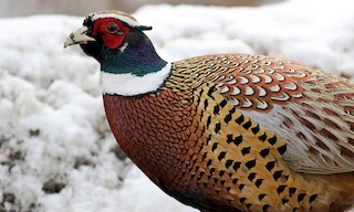  - Ring-necked Pheasant