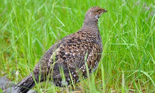  - Sooty Grouse