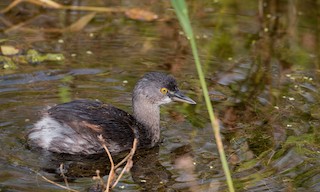  - Least Grebe