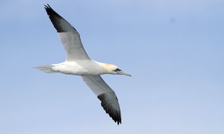  - Northern Gannet