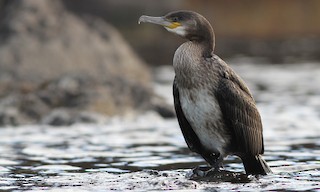  - Great Cormorant
