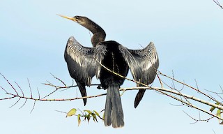  - Anhinga