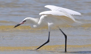  - Reddish Egret