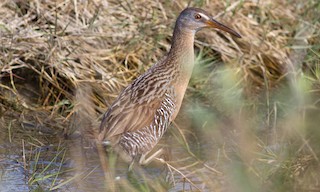 Clapper Rail - Rallus crepitans - Birds of the World