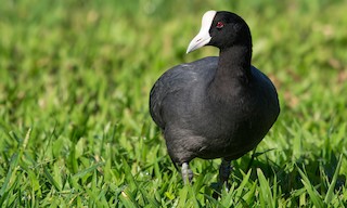  - Hawaiian Coot