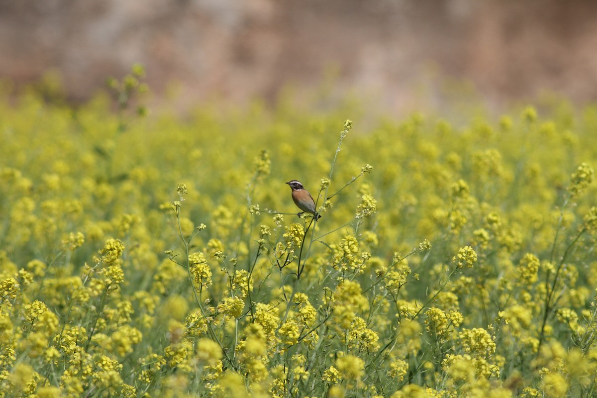 Whinchat - ML28488041