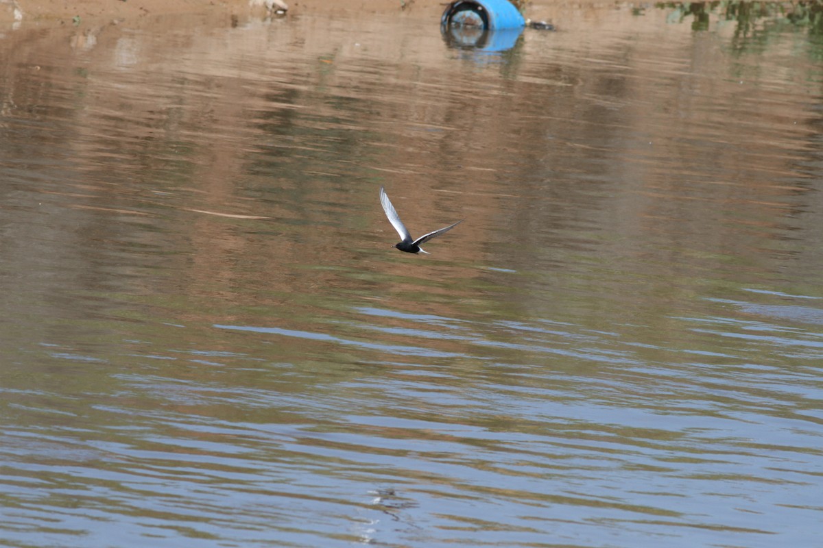 White-winged Tern - ML28488181