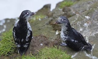  - Least Auklet