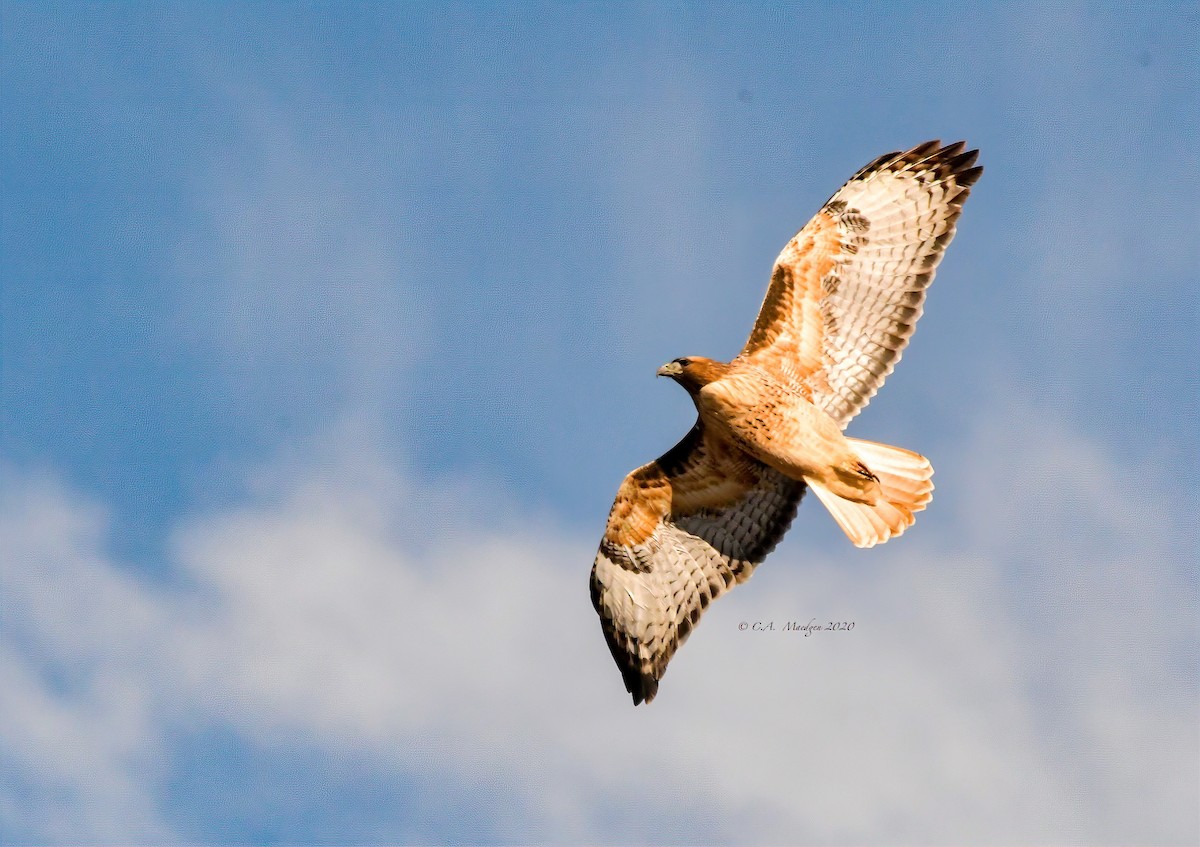 Red-tailed Hawk - ML284882631