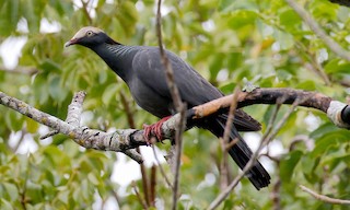  - White-crowned Pigeon