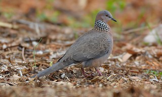  - Spotted Dove