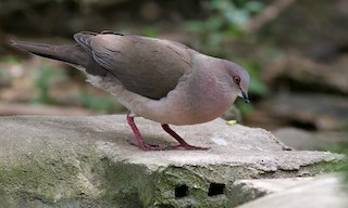  - White-tipped Dove
