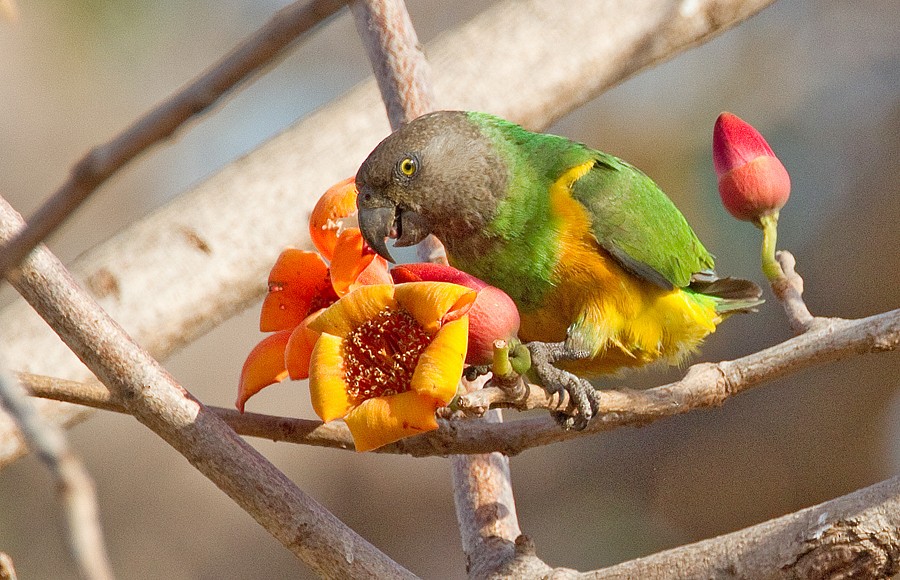 Senegal Parrot - Paul Cools