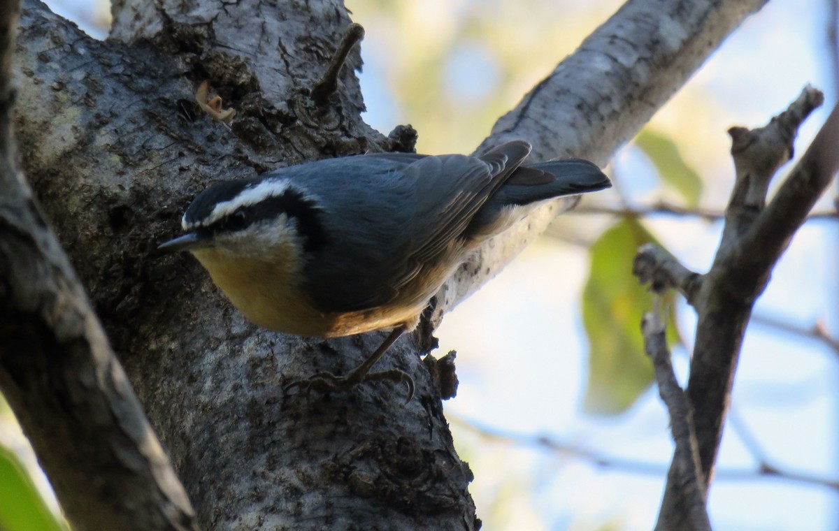 Red-breasted Nuthatch - ML284884401