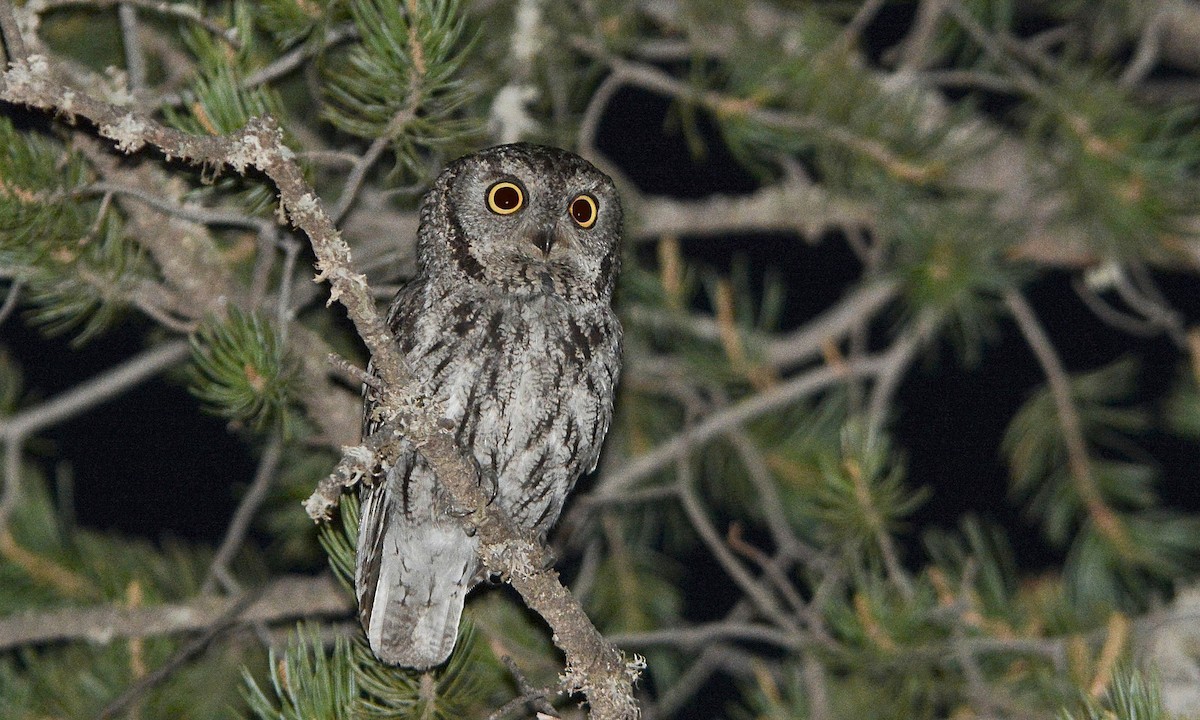 Western Screech Owl Megascops kennicottii Birds of the World 