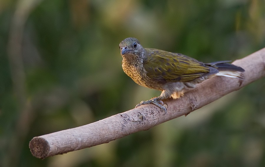 Spotted Honeyguide - Paul Cools