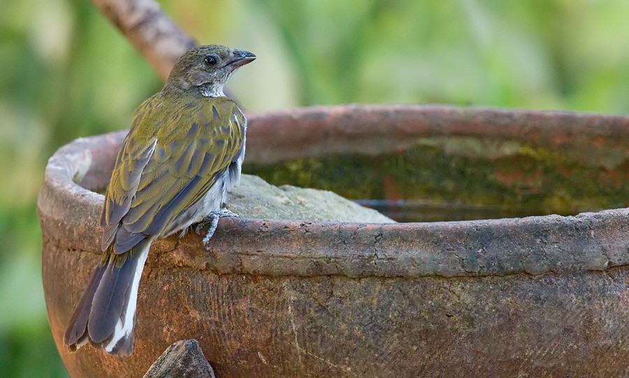 Spotted Honeyguide - Paul Cools