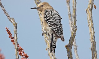  - Gila Woodpecker