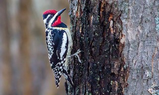 Yellow Bellied Sapsucker Sphyrapicus Varius Birds Of The World