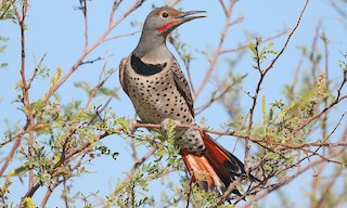  - Northern Flicker