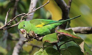  - Yellow-chevroned Parakeet