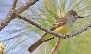  - Great Crested Flycatcher