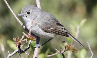  - Gray Vireo