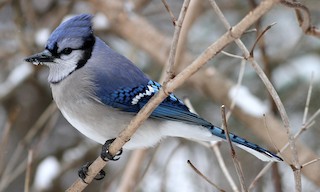  - Blue Jay