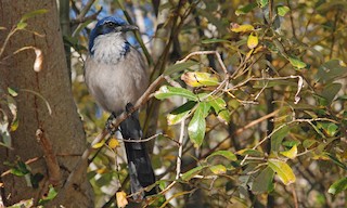  - Island Scrub-Jay