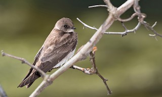  - Northern Rough-winged Swallow