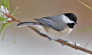  - Carolina Chickadee