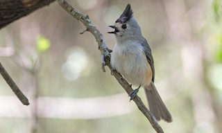  - Black-crested Titmouse