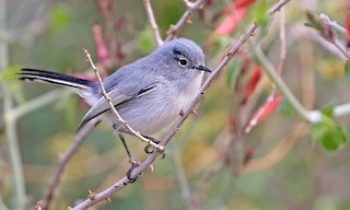  - Black-tailed Gnatcatcher