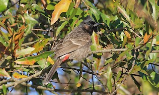  - Red-vented Bulbul
