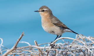  - Northern Wheatear