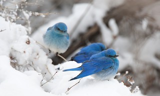  - Mountain Bluebird