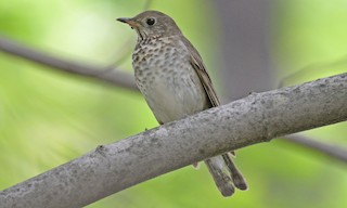  - Gray-cheeked Thrush