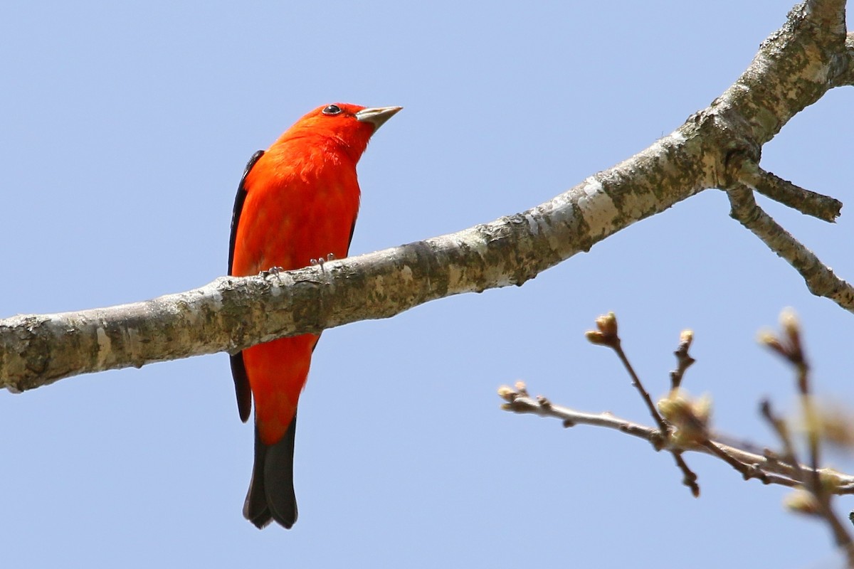 Scarlet Tanager - ML28489551