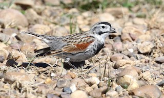  - Thick-billed Longspur