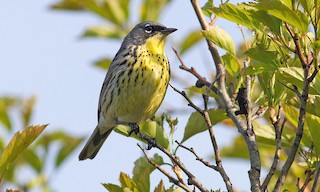  - Kirtland's Warbler