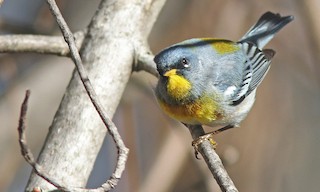  - Northern Parula