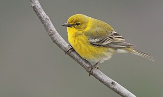  - Pine Warbler