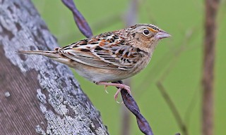  - Grasshopper Sparrow