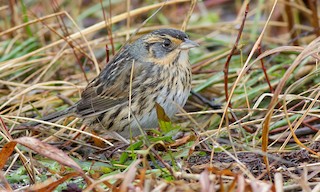  - Saltmarsh Sparrow